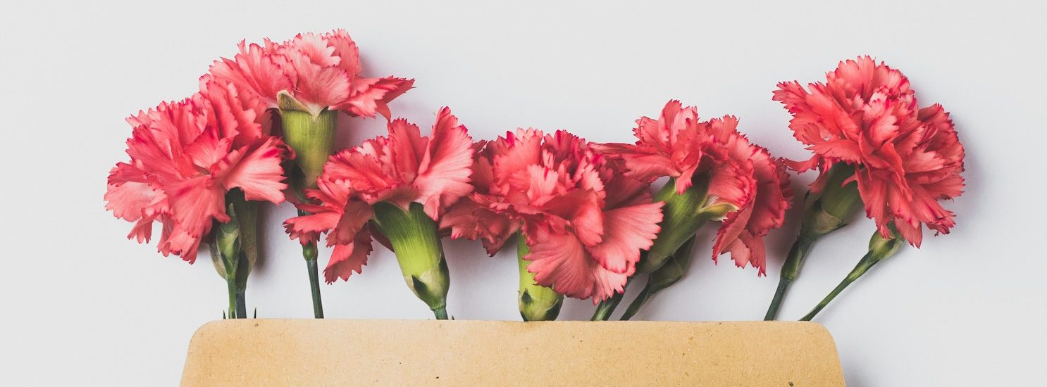 Freie Traurednerin aus Oranienburg für euch da Rosa Nelken, die aus einem beige Umschlag herausragen.